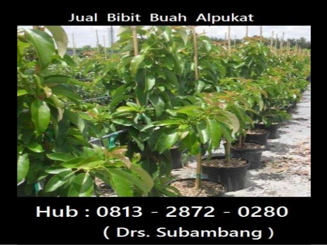 Bibit alpukat kendil Hub : 0813 2872 0280